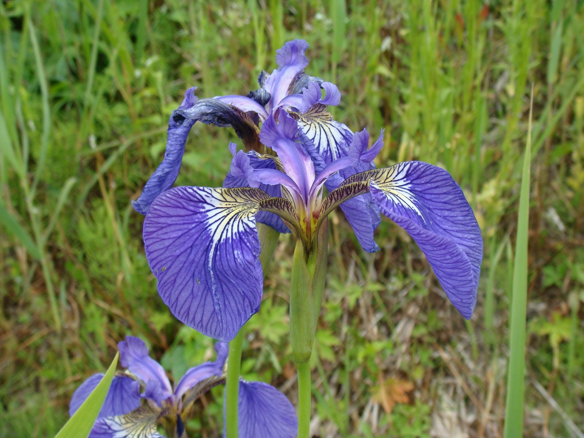 Iris setosa Pallas ex Link